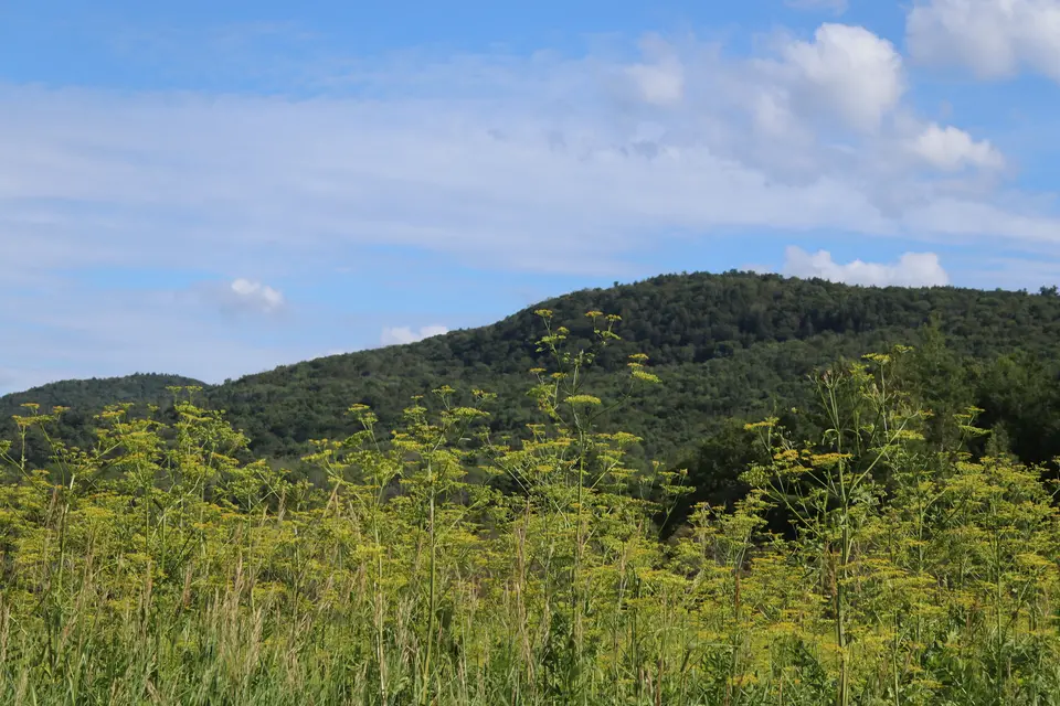 Wildflowers bloom with the Berkshire Mountains in the background.