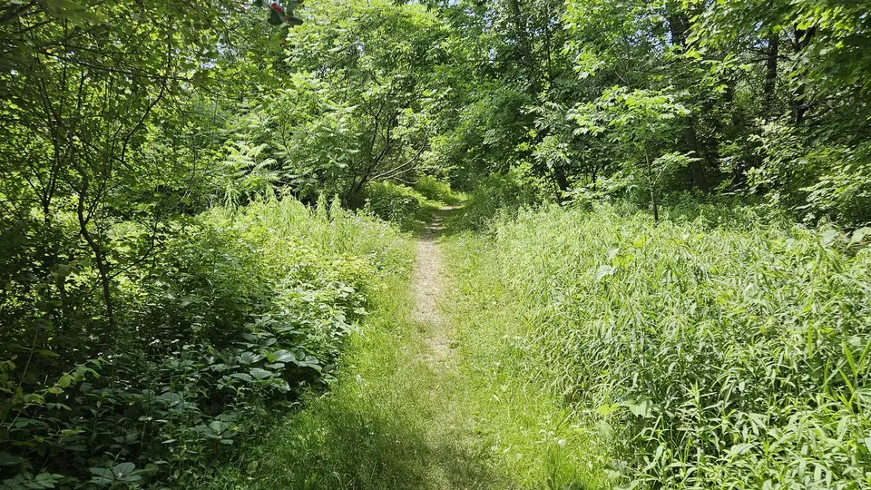 The trail covered in grass.