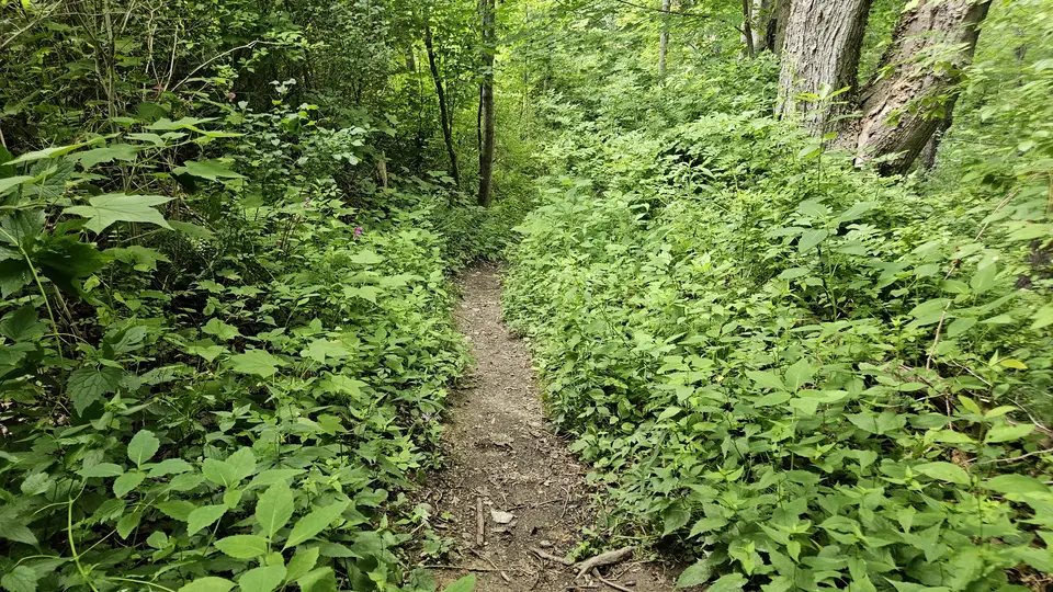 The narrow path, with shrubbery on the side.
