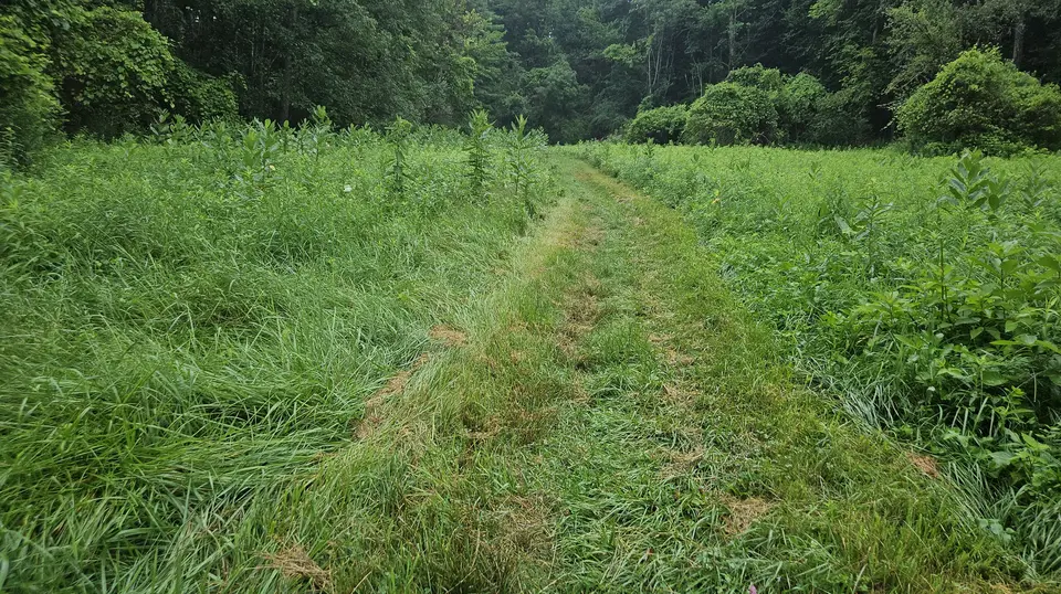 The grass path in the meadow.