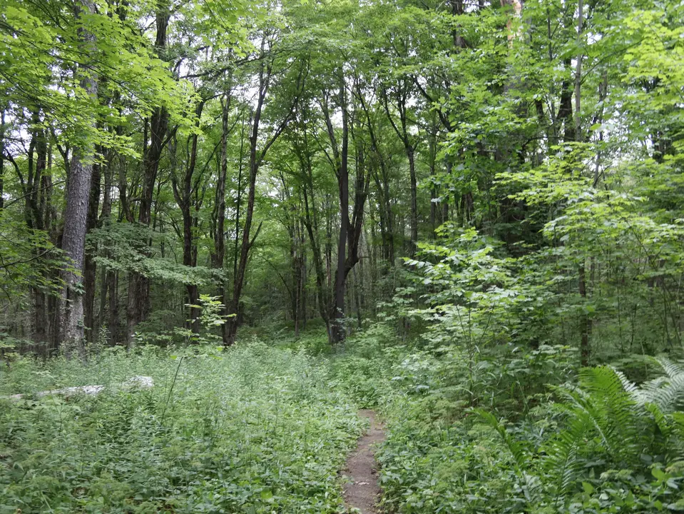 Start of the Mount Hunger Trail, a dirt trail surrounded by tall vegetation.