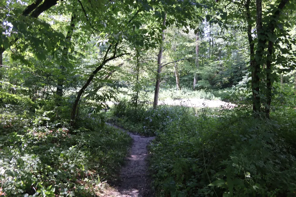 A short, dirt trail leads from the North Egremont WMA parking area to the Green River.