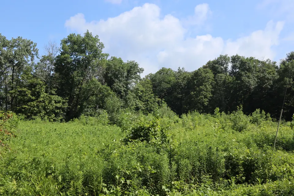 View of wilderness in the North Egremont WMA.