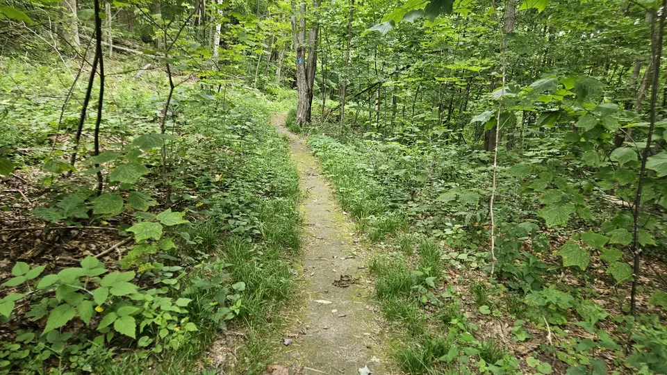 A 2-foot wide dirt path winding through the forest.