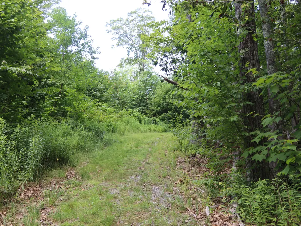 Uphill section of the Old Baldy trail.
