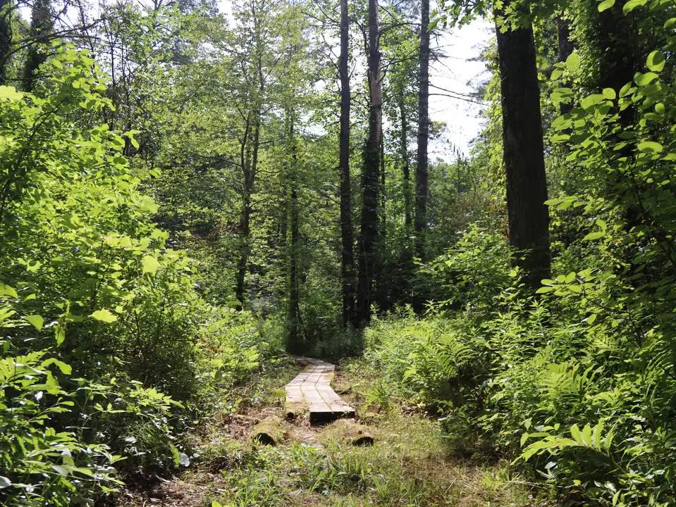 A section covered by Bog Planks on the trail.