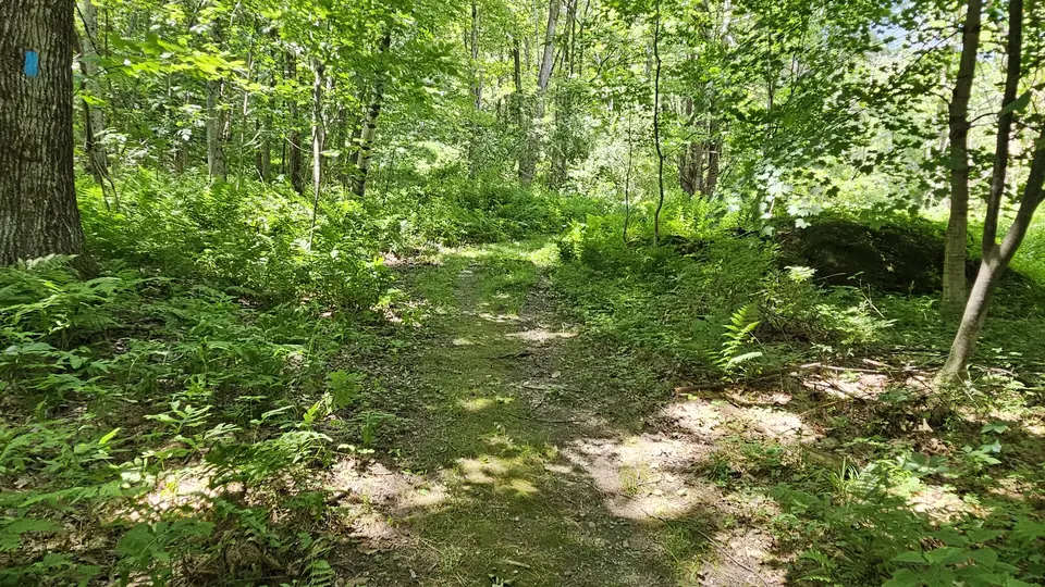 The trail covered in grass.