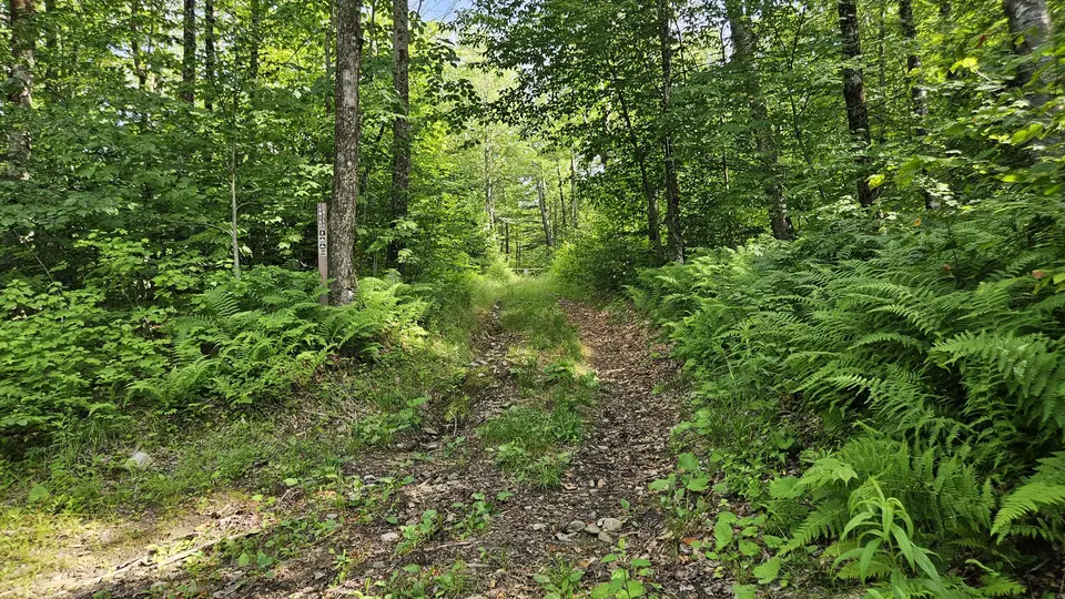 A dirt trail going through the woods.