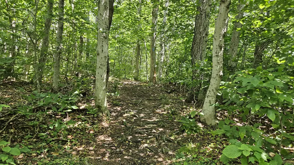 A dirt trail covered with large roots.