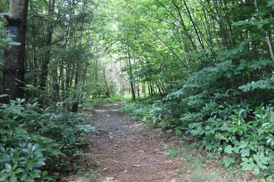 An uphill section of the Saddle Trail.