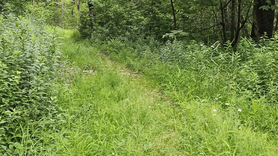 The grassy path, not mowed and covered in tall grass.