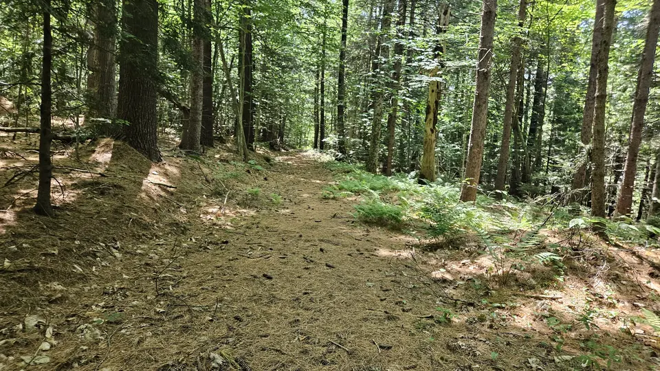A section of the trail covered with pine cones, needles, and sticks.