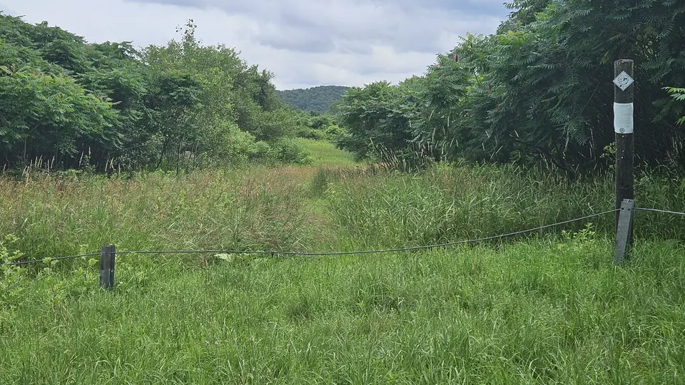 A fence, surrounded by tall grass, with an unmaintained trail on the other side.