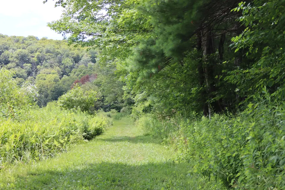 A section of the Steadman Pond trail over mowed grass.