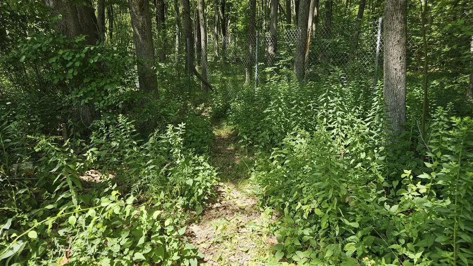 A narrow dirt path going through dense folliage.