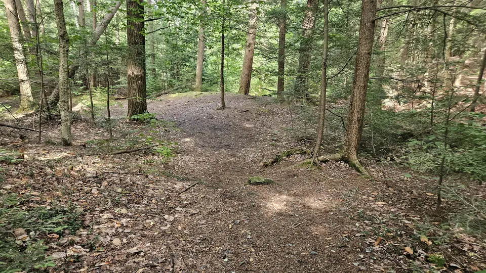 The dirt trail, with large roots on the trail.