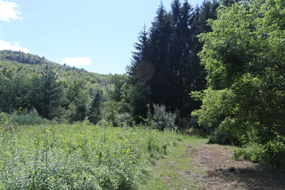 Wilderness adjacent to the parking area, with East Mountain in the background. Unofficial trails lead to the Dark Side climbing walls.