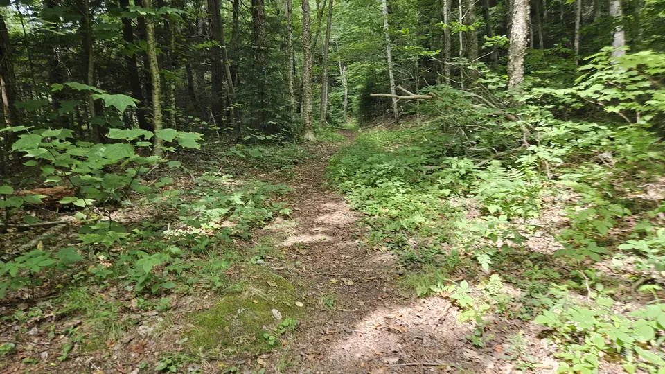 The trail wandering through the woods.