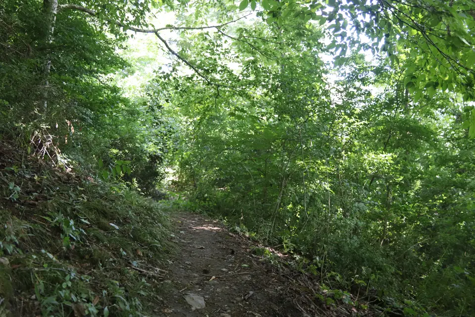 A slightly uneven, dirt section of the Tyringham Cobble Trail.