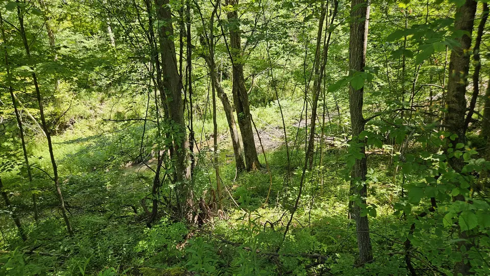 The narrow steep path, obscured by trees and brush.