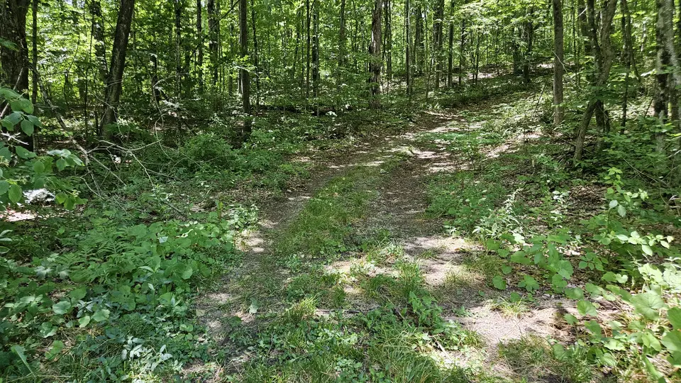The trail, covered in grass and stones.