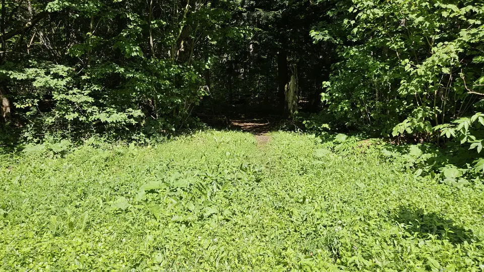 Wilbur's Clearing Trailhead in North Adams, MA | Berkshires Outside