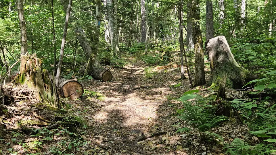 The trail covered in leaves and sticks.