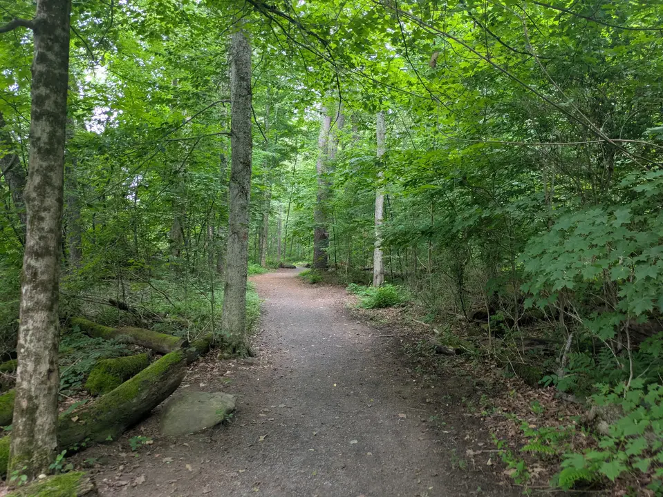 Trail leading to pond