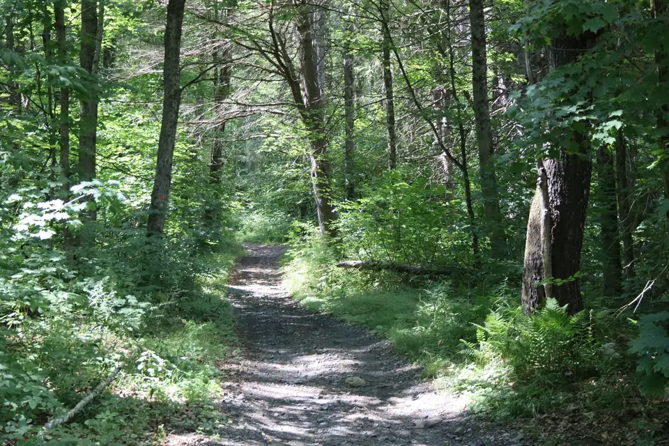 The start of the Wildcat Trail, which consists of compacted dirt.