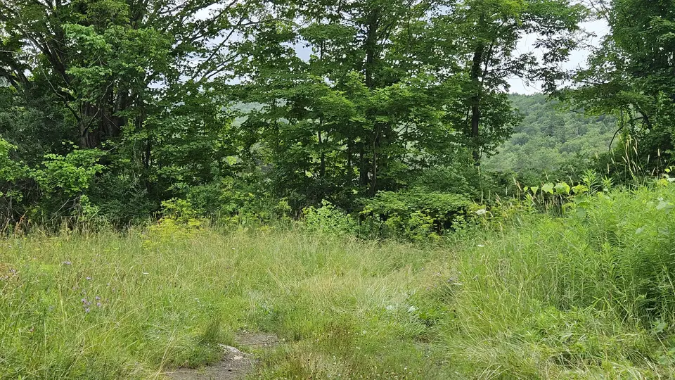 The slightly shorter grass that may be driven on to reach the site.