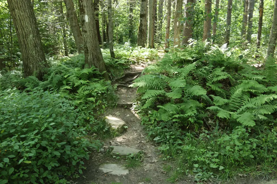 Start of the AT southbound from Beartown Mountain Road.