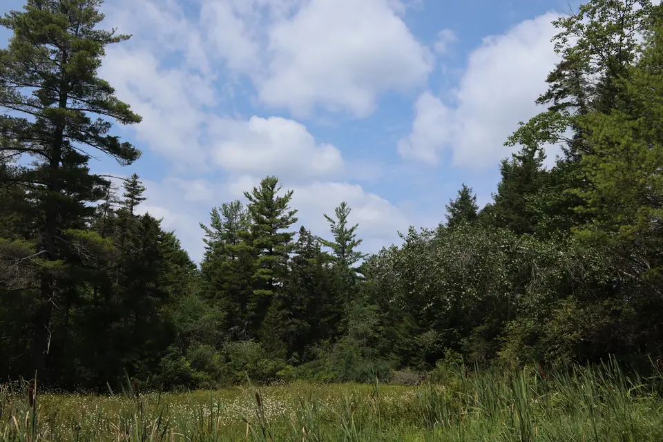 Farmington River WMA wilderness from Becket Road South.