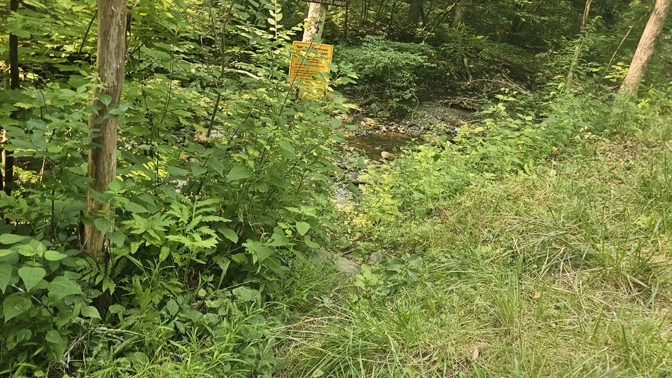 The trailhead for Buxton Ravine, with an immediate river crossing.