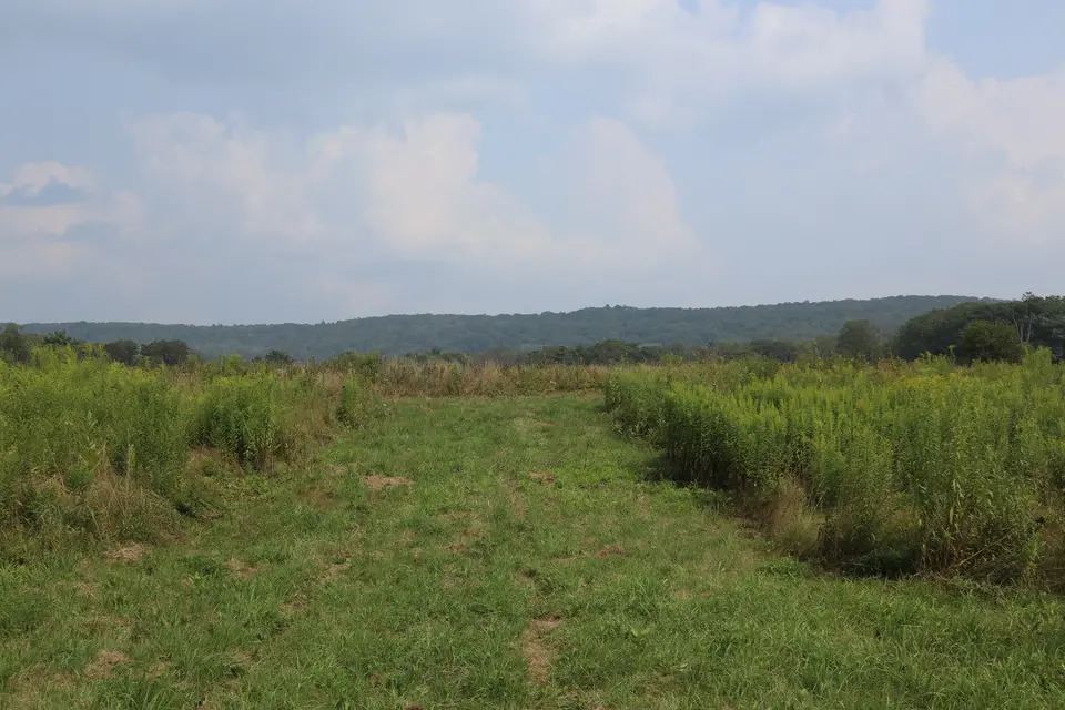 An unmowed path leads into Fairfield Brook WMA from the parking lot.
