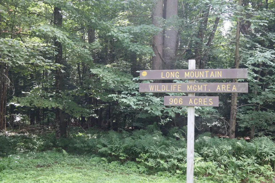 Long Mountain WMA wilderness, viewable from the parking area.