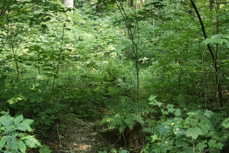 Entrance to a high vegetation trail located directly behind the small parking area for the Reservoir Road Watershed.