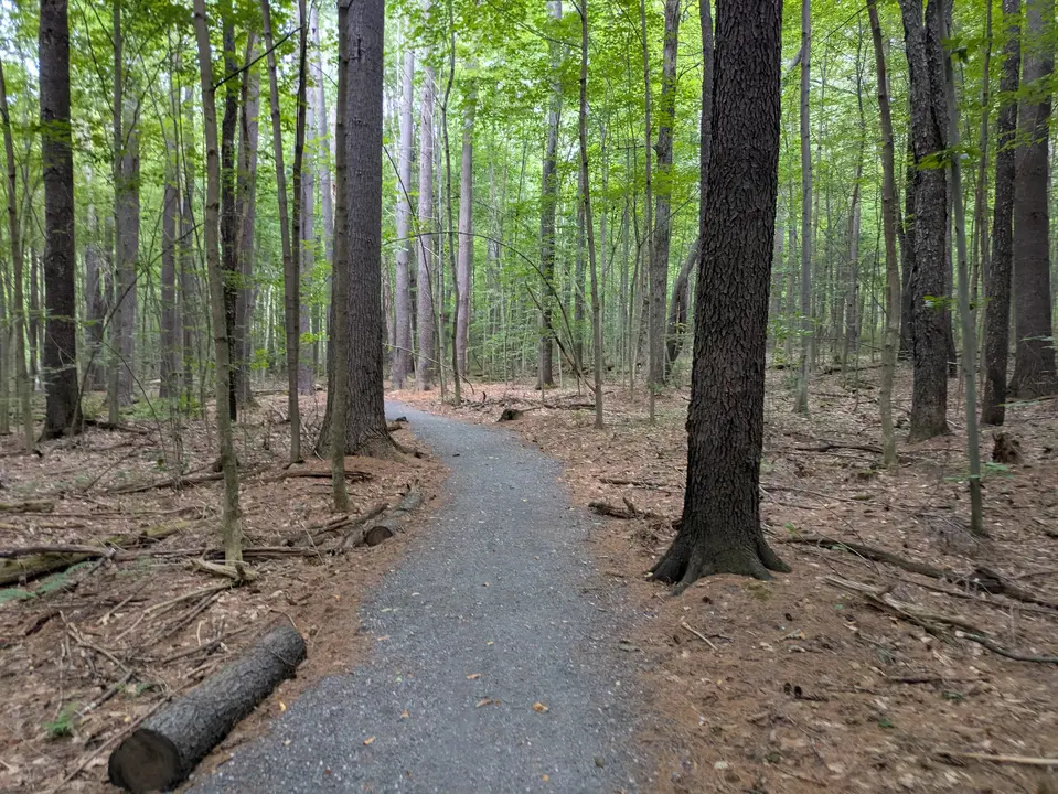 Accessible path running through The Pines