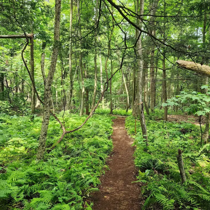 View of fern undergrowth from the descending section of the trail.