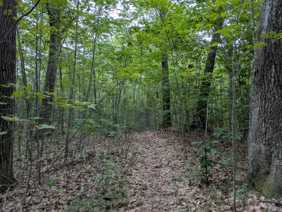 Single track trail running through the woods