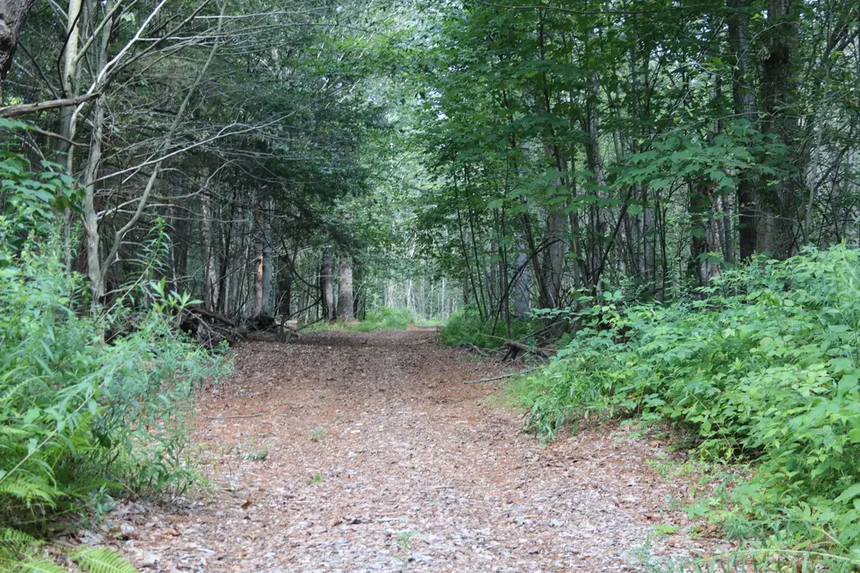 The of the Turkey Trail, which is wide throughout, consisting of dirt.