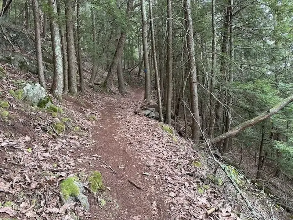 The trail through the woods