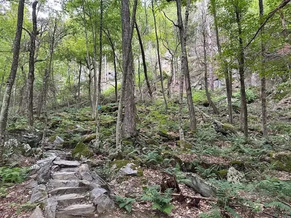 The trail through the woods with rock steps