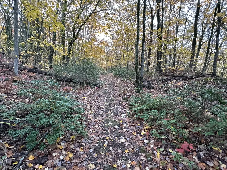 The trail through the woods